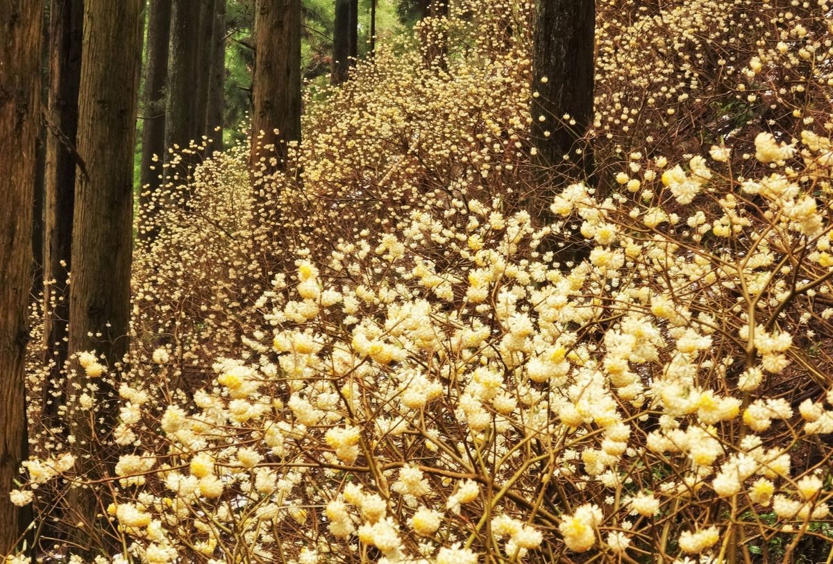 林の中に咲くミツマタの花